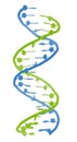 DNA molecular structure. Main carrier of genetic information in all organisms. The DNA shown here is part of a human gene and is Royalty Free Stock Photo