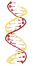 DNA molecular structure. Main carrier of genetic information in all organisms. The DNA shown here is part of a human gene and is Royalty Free Stock Photo