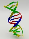 DNA Molecule