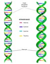 DNA molecule vector diagram