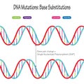 DNA mutations: Base Substitutions