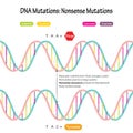 DNA mutations nonsense mutations diagram illustration