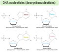 DNA nucleotides molecules showing dAMP, dGMP, dCMP, and dTMP Showing Phosphate Group, Deoxyribose Sugar, and Nitrogenous Bases. Royalty Free Stock Photo