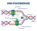 DNA Polymerase enzyme syntheses labeled educational vector illustration. Royalty Free Stock Photo