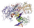 DNA polymerase I Royalty Free Stock Photo