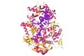 Pyrococcus abyssi B family DNA polymerase bound to a dsDNA, 3D cartoon model