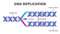 DNA replication. Biological process of producing two identical replicas of DNA from one original DNA molecule.