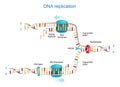 DNA replication. Okazaki fragments Royalty Free Stock Photo