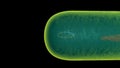 DNA REPLICATION