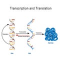 DNA Replication, Protein synthesis, Transcription and translation. Royalty Free Stock Photo