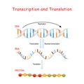 DNA Replication, Protein synthesis, Transcription and translation Royalty Free Stock Photo