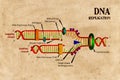 DNA replication schematics