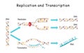 DNA Replication and Transcription Royalty Free Stock Photo