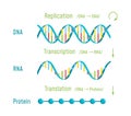 DNA Replication, Transcription and Translation Royalty Free Stock Photo