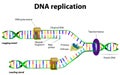 DNA replication Royalty Free Stock Photo