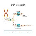 DNA replication. Vector diagram for scientific use