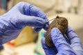 DNA sampling from animal feces