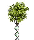 Dna shaped tree trunk Royalty Free Stock Photo