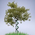 Dna shaped tree trunk Royalty Free Stock Photo