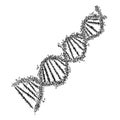 DNA spiral, hand drawn sketch vector illustration Royalty Free Stock Photo