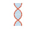 DNA spiral isolated. Vector deoxyribonucleic acid gene part model. Simple microbiological genetic helix structure on