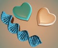 DNA strand and couple heart shape