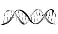 DNA strands