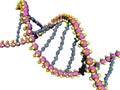 DNA strands of genetic material twisted