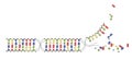 DNA strands of the genome. Sequence of double-stranded DNA nucleotide, phosphate, sugar and bases. Vector image on white Royalty Free Stock Photo