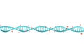 Dna Strands With Hemoglobin