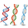 Dna strands. Vector on the white background Royalty Free Stock Photo