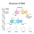 DNA structure. Adenine, Cytosine, Thymine, Guanine, Sugar phosphatebackbone, and Hydrogen bond Royalty Free Stock Photo