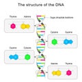 DNA structure. Base pairing and nucleotide Royalty Free Stock Photo