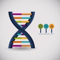 Dna structure chromosome design