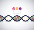 Dna structure chromosome design