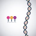 Dna structure chromosome design