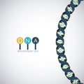 Dna structure chromosome design