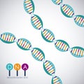 Dna structure chromosome design