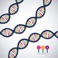 Dna structure chromosome design