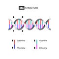 DNA structure, Deoxyribonucleic Acid