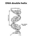 DNA structure double helix in black lines on white background. Nucleotide, Phosphate, Sugar, and bases. education vector info grap