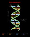 DNA structure double helix on black. Nucleotide, Phosphate, Sugar, and bases. education info graphic. Adenine, Thymine, Gua