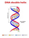 DNA structure double helix colore on white background. Nucleotide, Phosphate, Sugar, and bases. education vector info graphic. Ade