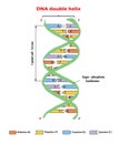 DNA structure double helix on white background. Nucleotide, Phosphate, Sugar, and bases. education info graphic. Adenine, T