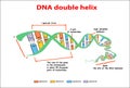 DNA structure double helix on white background. Nucleotide, Phosphate, Sugar, and bases. education vector info graphic. Adenine, T