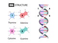 DNA structure and nucleotide base Royalty Free Stock Photo