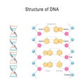 DNA structure. Vector diagram