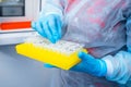 Dna test in the lab. Test tubes with biomaterials in the hands of a laboratory assistant Royalty Free Stock Photo