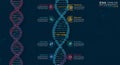 DNA-themed infographic illustrating a timeline with a double helix structure at the Royalty Free Stock Photo