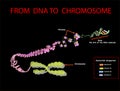 From DNA to chromosome. genome sequence. Telo mere is a repeating sequence of double-stranded DNA located at the ends of chromosom Royalty Free Stock Photo